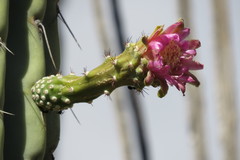 Armatocereus rauhii, photograph Manuel Roncal, CC0, iNaturalist via GBIF