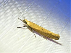 Ypsolopha unicipunctella