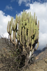 Browningia pilleifera