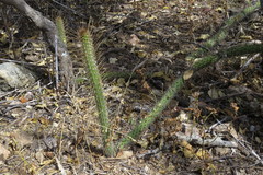 Borzicactus longiserpens erectus