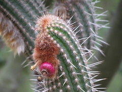 Espostoa mirabilis