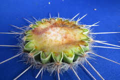 Espostoa mirabilis