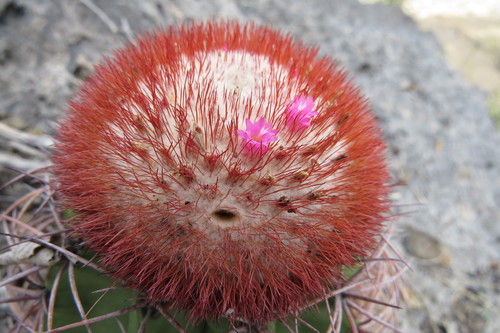 Melocactus bellavistensis