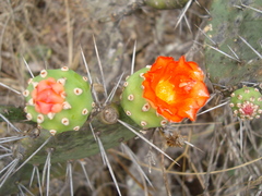 Opuntia quitensis