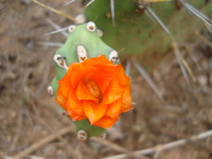 Opuntia quitensis