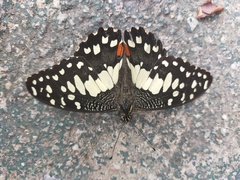 Papilio demoleus