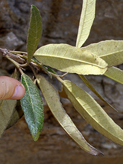Colicodendron scabridum
