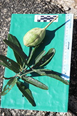 Colicodendron scabridum