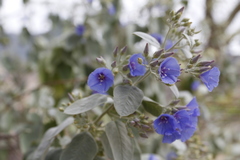 Jacquemontia floribunda