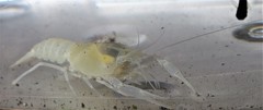Procambarus pallidus