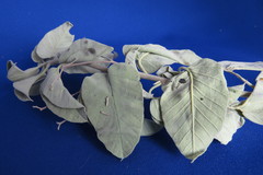 Jacquemontia floribunda