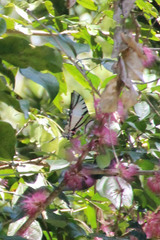 Protesilaus protesilaus