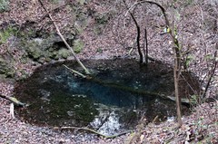 Procambarus pallidus