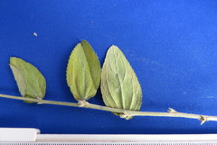 Ditaxinae