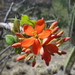 Jatropha weberbaueri - Photo (c) Manuel Roncal, some rights reserved (CC BY-NC), uploaded by Manuel Roncal