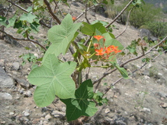 Jatropha weberbaueri