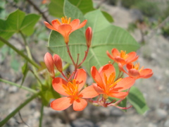 Jatropha weberbaueri