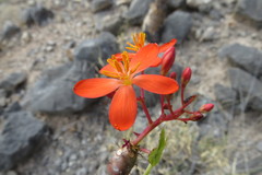 Jatropha weberbaueri