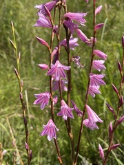Watsonia strubeniae