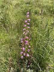 Watsonia strubeniae