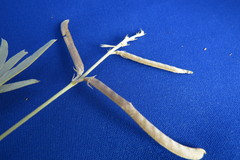 Coursetia grandiflora