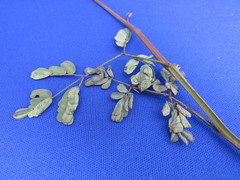 Hoffmannseggia viscosa