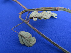 Hoffmannseggia viscosa