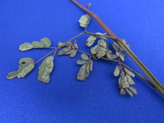 Hoffmannseggia viscosa