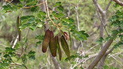 Leucaena trichodes