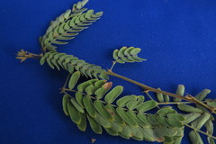 Mimosa polycarpa