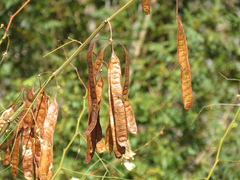 Leucaena trichodes
