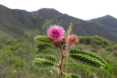 Mimosa pectinatipinna