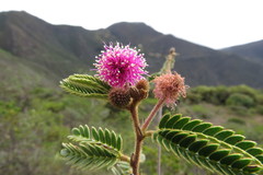 Mimosa pectinatipinna