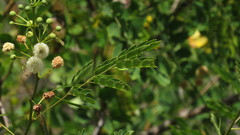 Leucaena trichodes