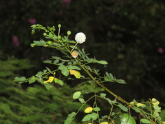 Leucaena trichodes