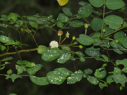 Leucaena trichodes, photograph 6