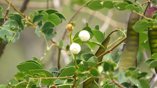 Leucaena trichodes, photograph 5