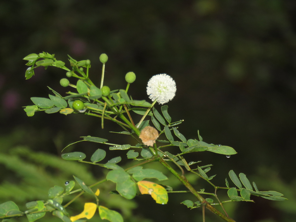 Leucaena trichodes; photograph author not stated, no rights reserved