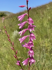 Watsonia strubeniae