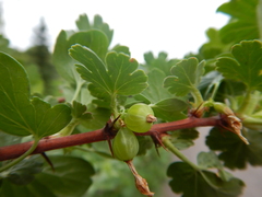 Ribes oxyacanthoides setosum