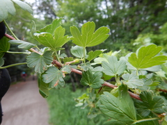 Ribes oxyacanthoides setosum