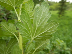 Ribes oxyacanthoides setosum