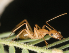 Camponotus festinatus