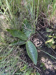 Ledebouria ovatifolia ovatifolia