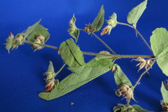 Abutilon bivalve