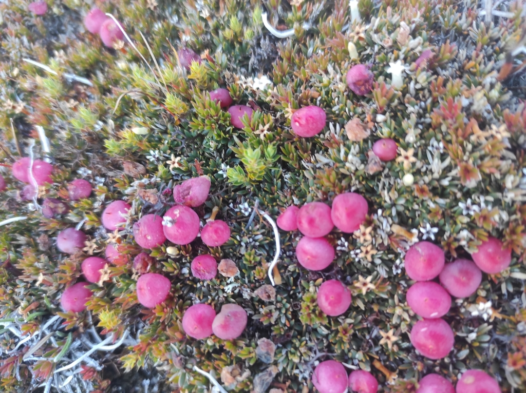 Styphelia nesophila, Awatere Valley, New Zealand, by maxtweddell