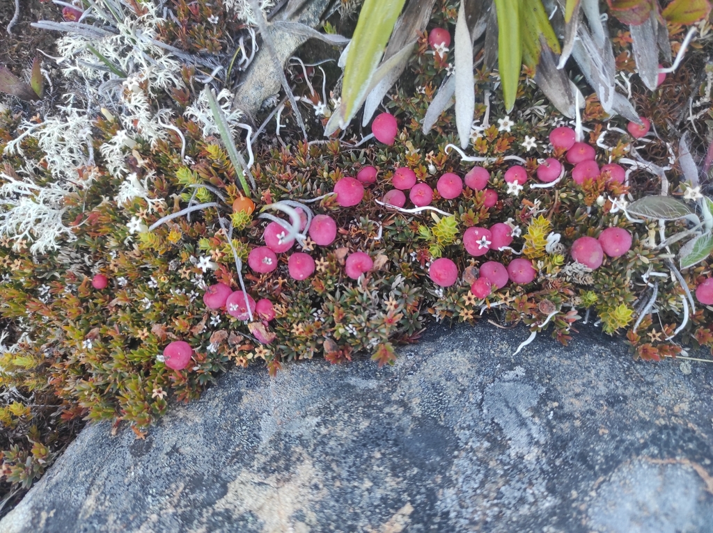 Styphelia nesophila, Awatere Valley, New Zealand, by maxtweddell