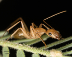 Camponotus festinatus