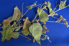 Pseudabutilon