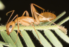 Camponotus festinatus